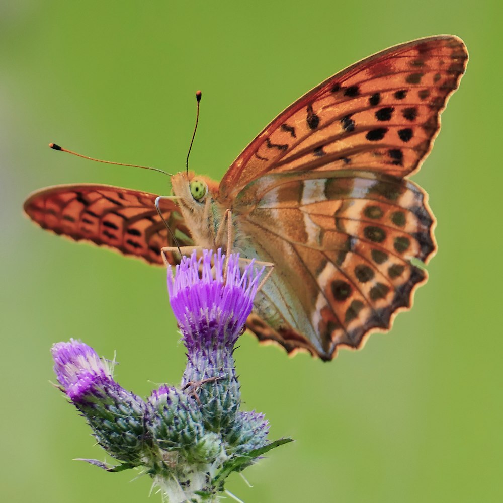 uma borboleta marrom sentada em cima de uma flor roxa