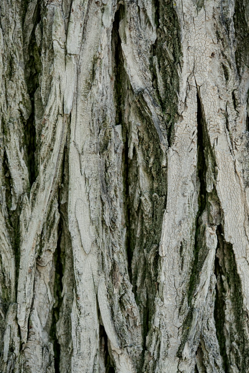 a close up of a tree trunk with no leaves