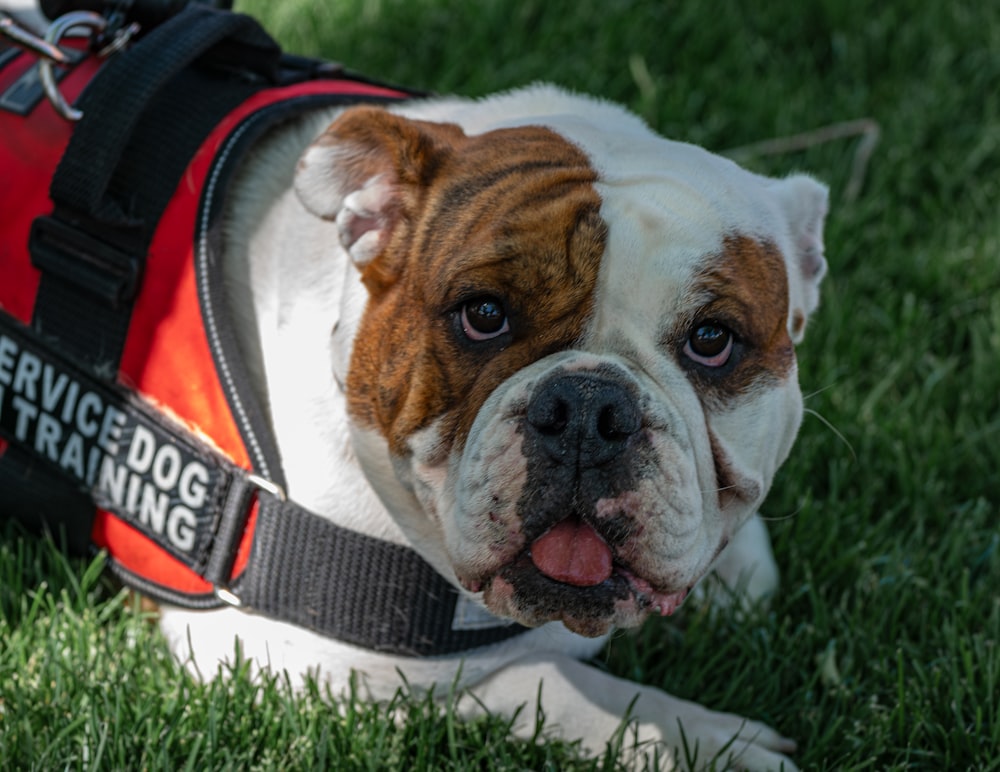 a brown and white dog wearing a service dog training vest