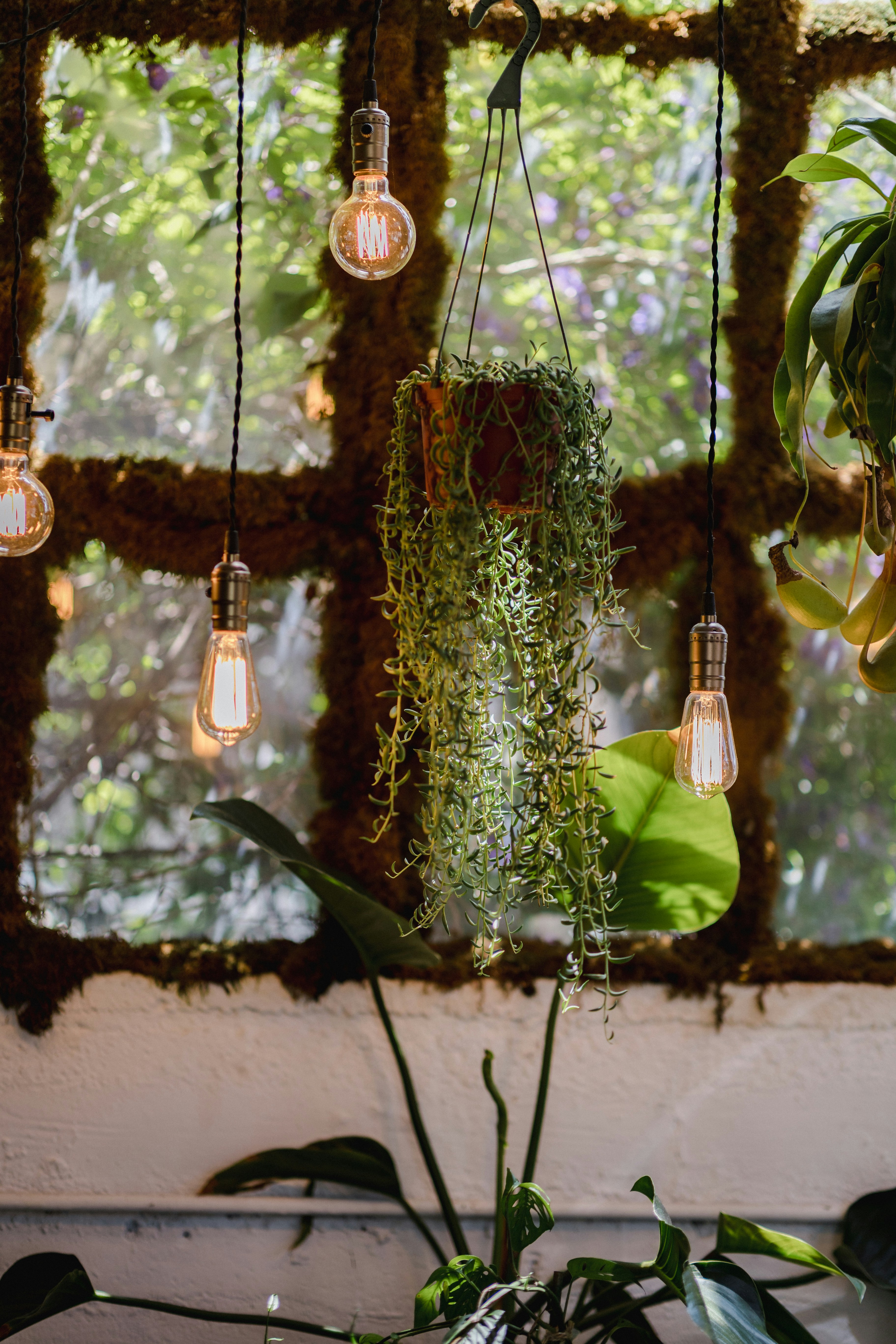 A bunch of plants that are hanging from a ceiling photo  Free Plant Image  on Unsplash