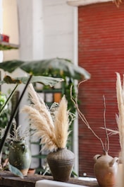 A serene indoor setting features a variety of potted plants and vases on a wooden surface. Tall, dried pampas grass is elegantly arranged in a large, rustic ceramic vase. Two other smaller vases with minimalistic foliage complement the setting. The background includes a partially blurred plant and a red rustic shutter, adding depth to the scene.