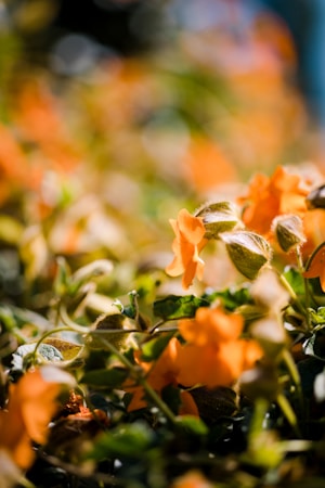 Vibrant orange flowers surrounded by lush green foliage, with a soft blur effect emphasizing the colorful blooms, and sunlight casting gentle highlights on the leaves.