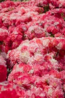A dense cluster of pink and white peonies fills the frame. The flowers are in full bloom, creating a lush and vibrant sea of overlapping petals. Each bloom is intricately layered, showcasing a spectrum of pink hues, from deep magentas to soft blush tones, interspersed with bright whites. The flowers are tightly packed, covering the entire surface with little visible greenery.