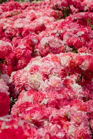 A dense cluster of pink and white peonies fills the frame. The flowers are in full bloom, creating a lush and vibrant sea of overlapping petals. Each bloom is intricately layered, showcasing a spectrum of pink hues, from deep magentas to soft blush tones, interspersed with bright whites. The flowers are tightly packed, covering the entire surface with little visible greenery.