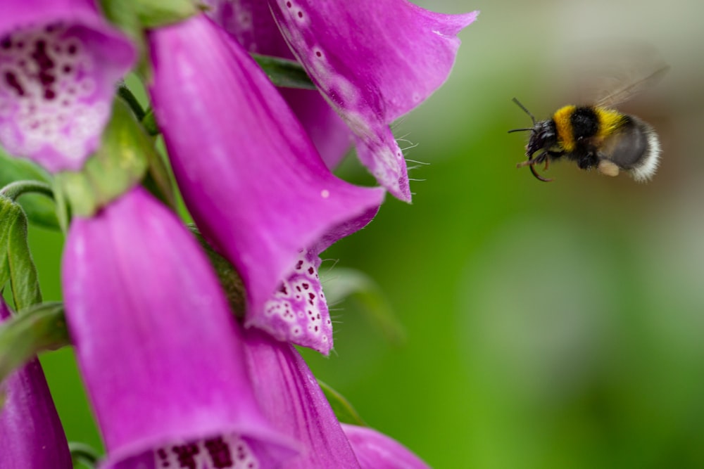 a bee flying towards a purple flower