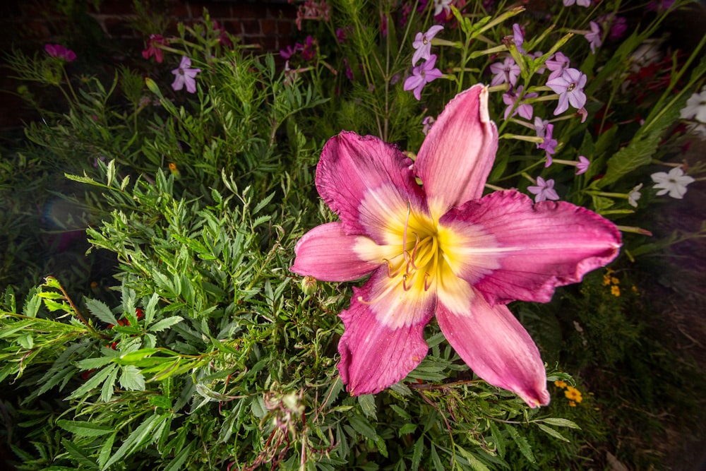 a pink flower with yellow center surrounded by purple and white flowers