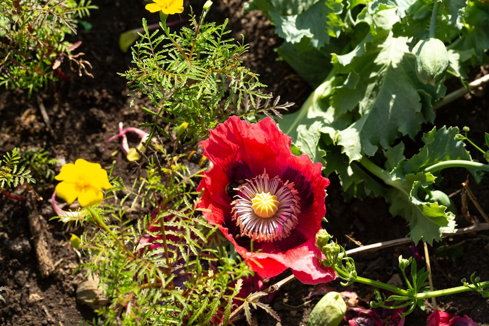 a close up of a flower in the dirt