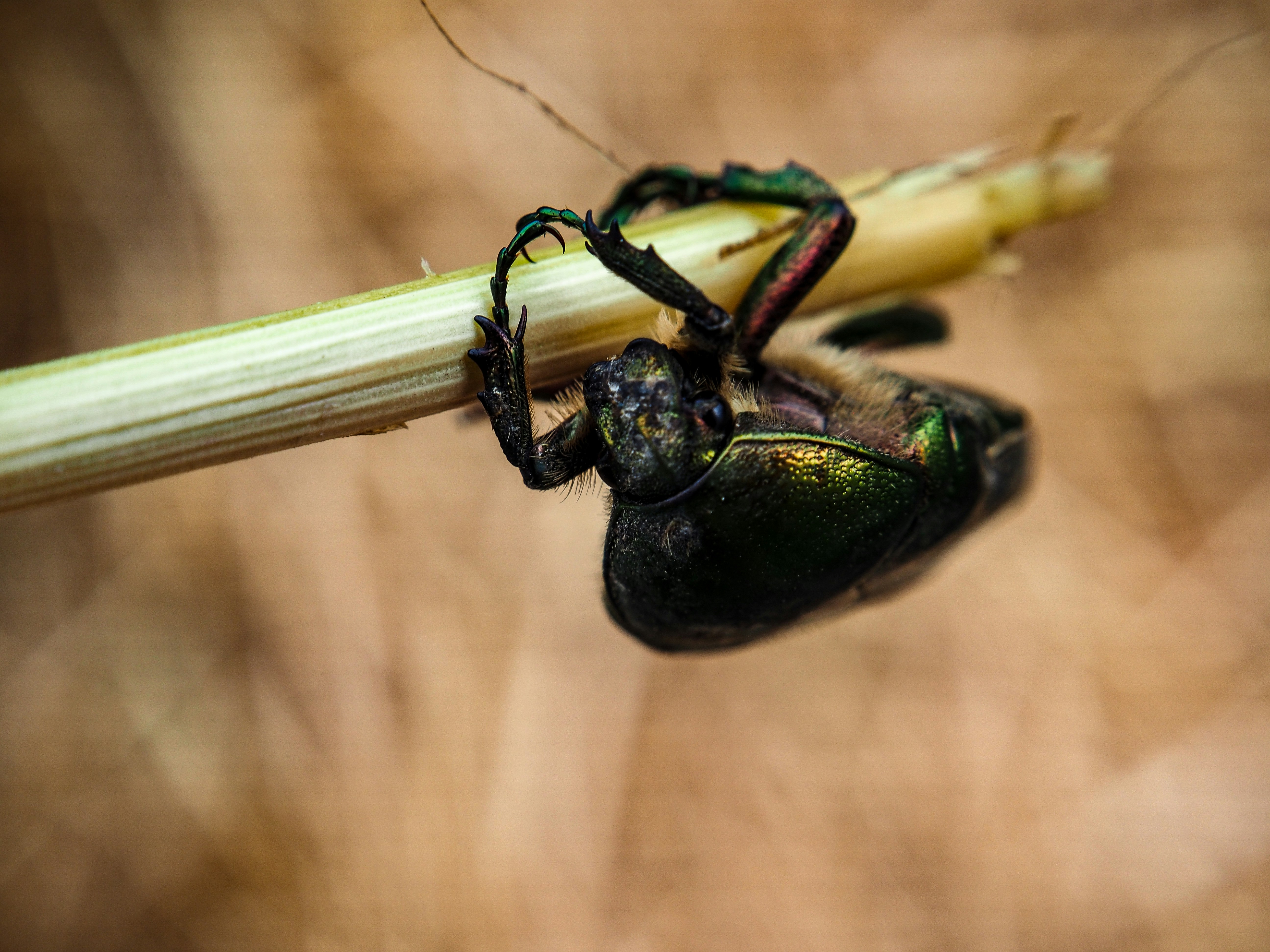 A close up of a bug on a plant photo – Free Poland Image on Unsplash