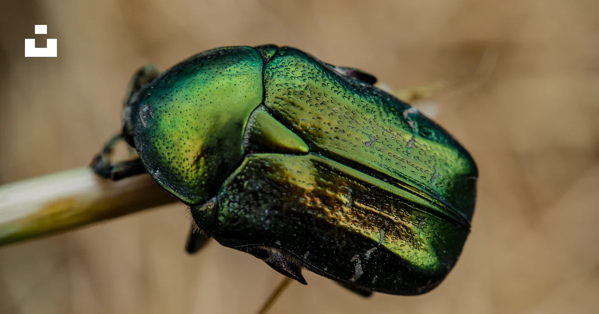 Chlorocoris A close up of a green bug on a plant photo – Free Macro Image on Unsplash