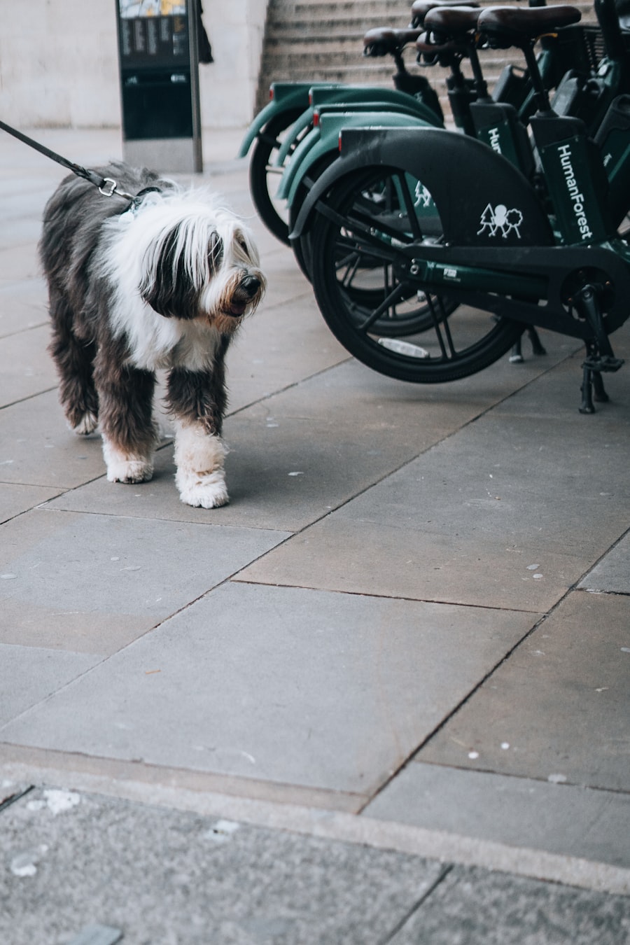 Trainer walking a border collie in a tidy heel position at their left side on a sunny park path