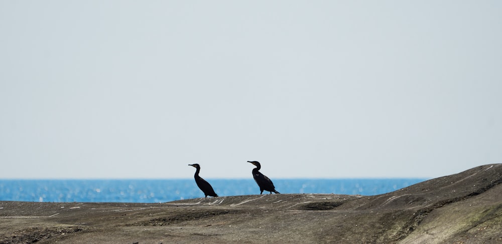 two birds standing on top of a hill near the ocean