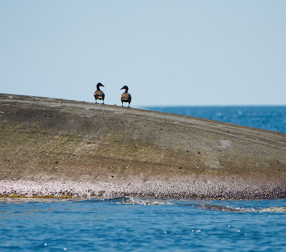two birds sitting on top of a rock near the ocean