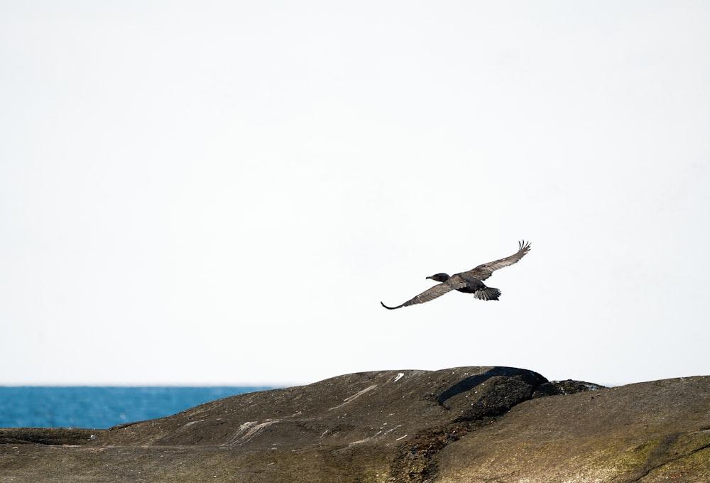 Una gaviota volando sobre un acantilado rocoso junto al océano