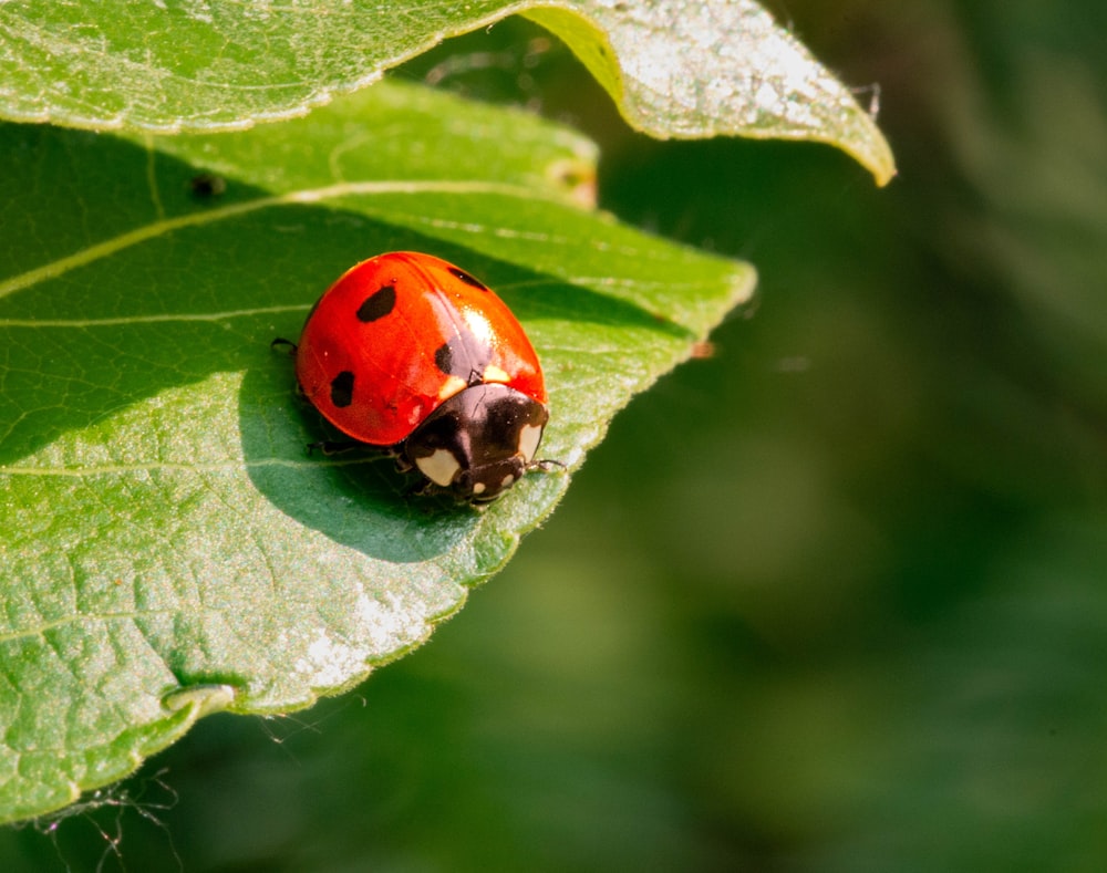 a lady bug sitting on top of a green leaf