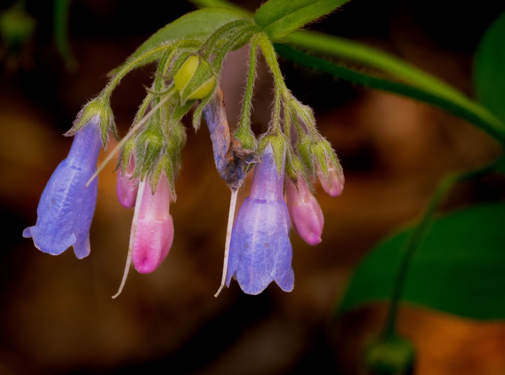 a close up of a flower on a plant