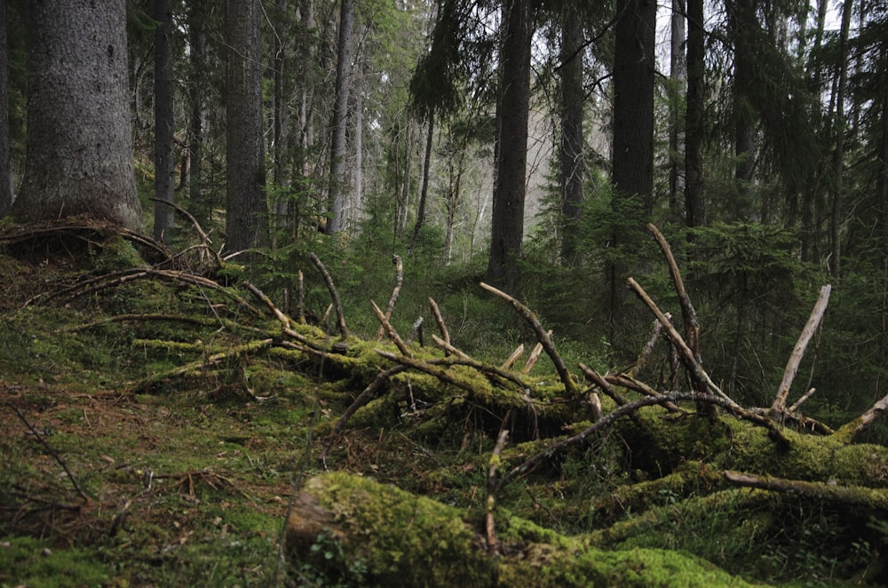 a fallen tree in the middle of a forest