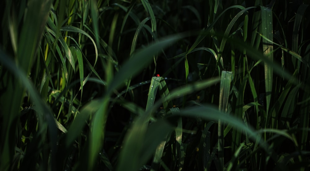 a small bird sitting on top of a tall grass covered field