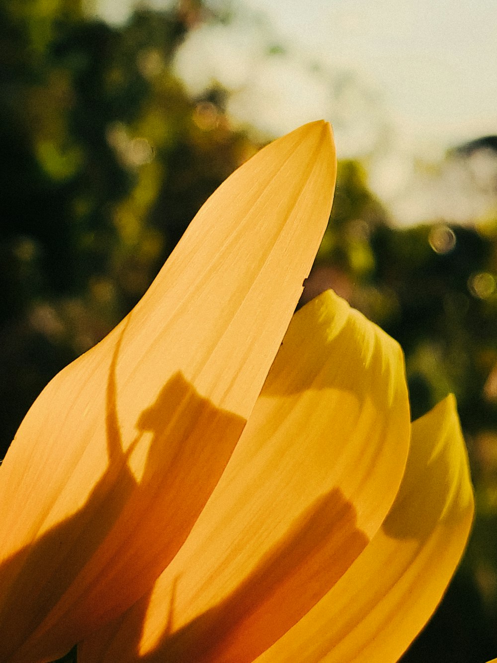 a close up of a yellow flower with trees in the background