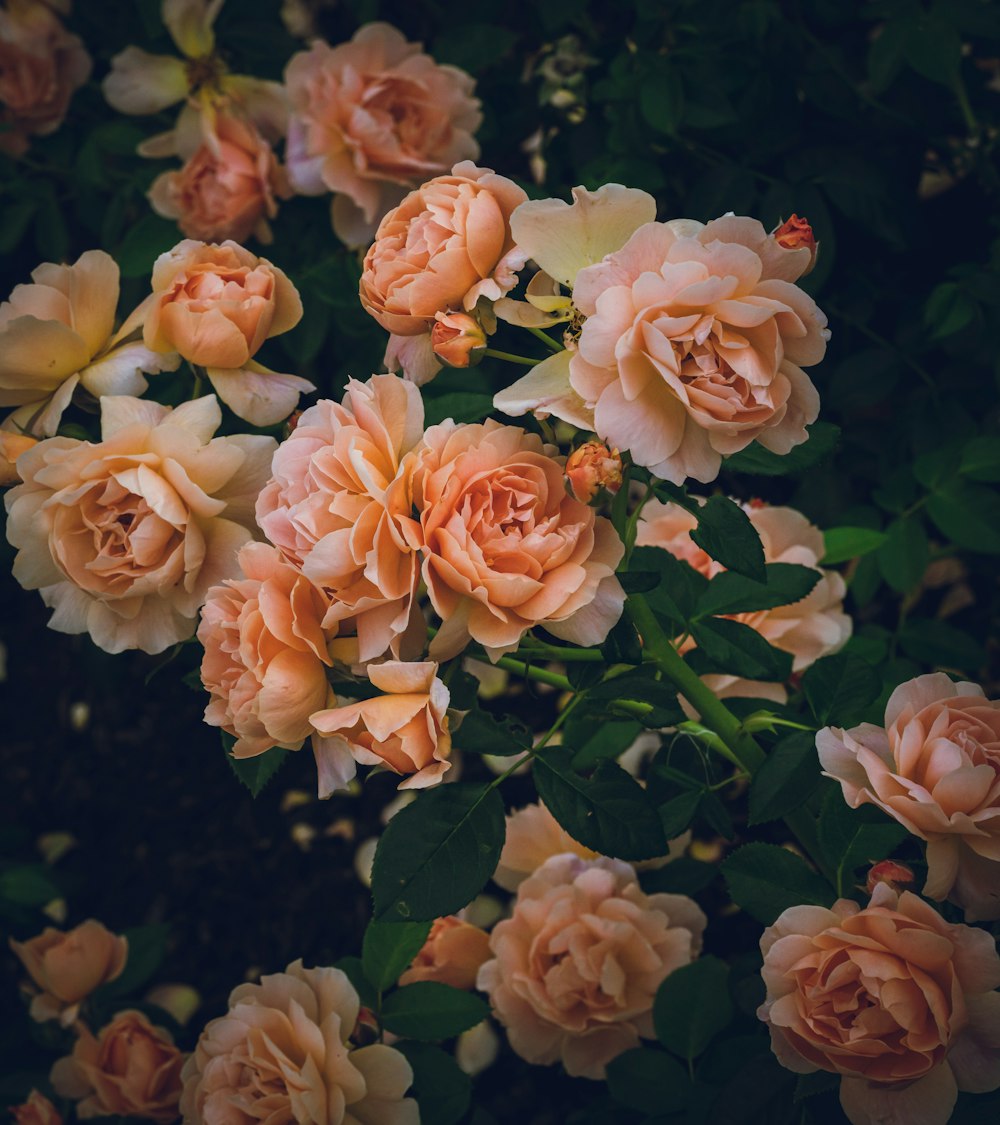 a bunch of pink roses that are blooming