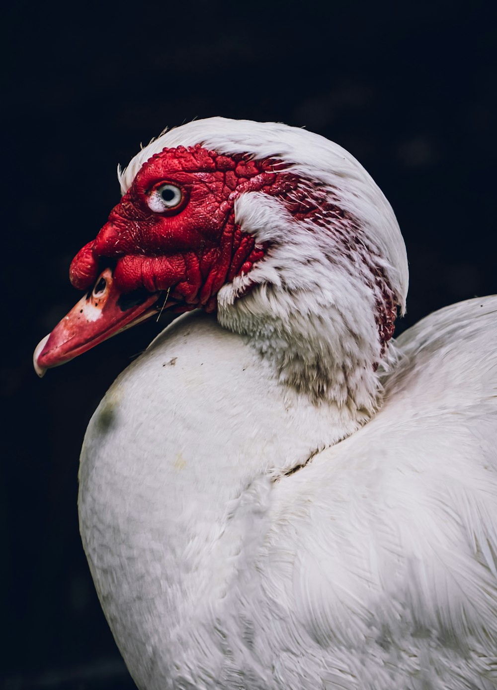 a close up of a white and red duck