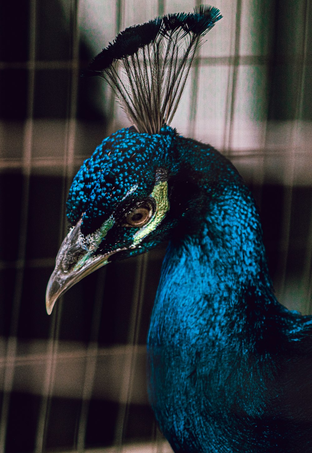 a close up of a peacock with a blurry background