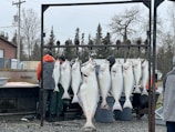 A group of large fish are hanging from hooks on a metal rack outdoors. Several people in rain gear are standing nearby. The background includes some trees, utility poles, and a building, indicating a rural or industrial setting.