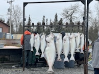 A group of large fish are hanging from hooks on a metal rack outdoors. Several people in rain gear are standing nearby. The background includes some trees, utility poles, and a building, indicating a rural or industrial setting.