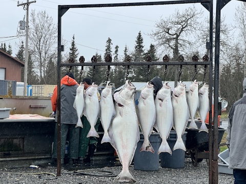 A group of large fish are hanging from hooks on a metal rack outdoors. Several people in rain gear are standing nearby. The background includes some trees, utility poles, and a building, indicating a rural or industrial setting.