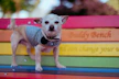 A small dog proudly showing off a vibrant, custom-made jacket in a sunny park.