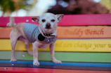 A cheerful small dog wearing a colorful handmade sweater sitting on a sunny garden bench.