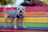A cheerful small dog wearing a colorful handmade sweater, sitting on a sunny park bench.