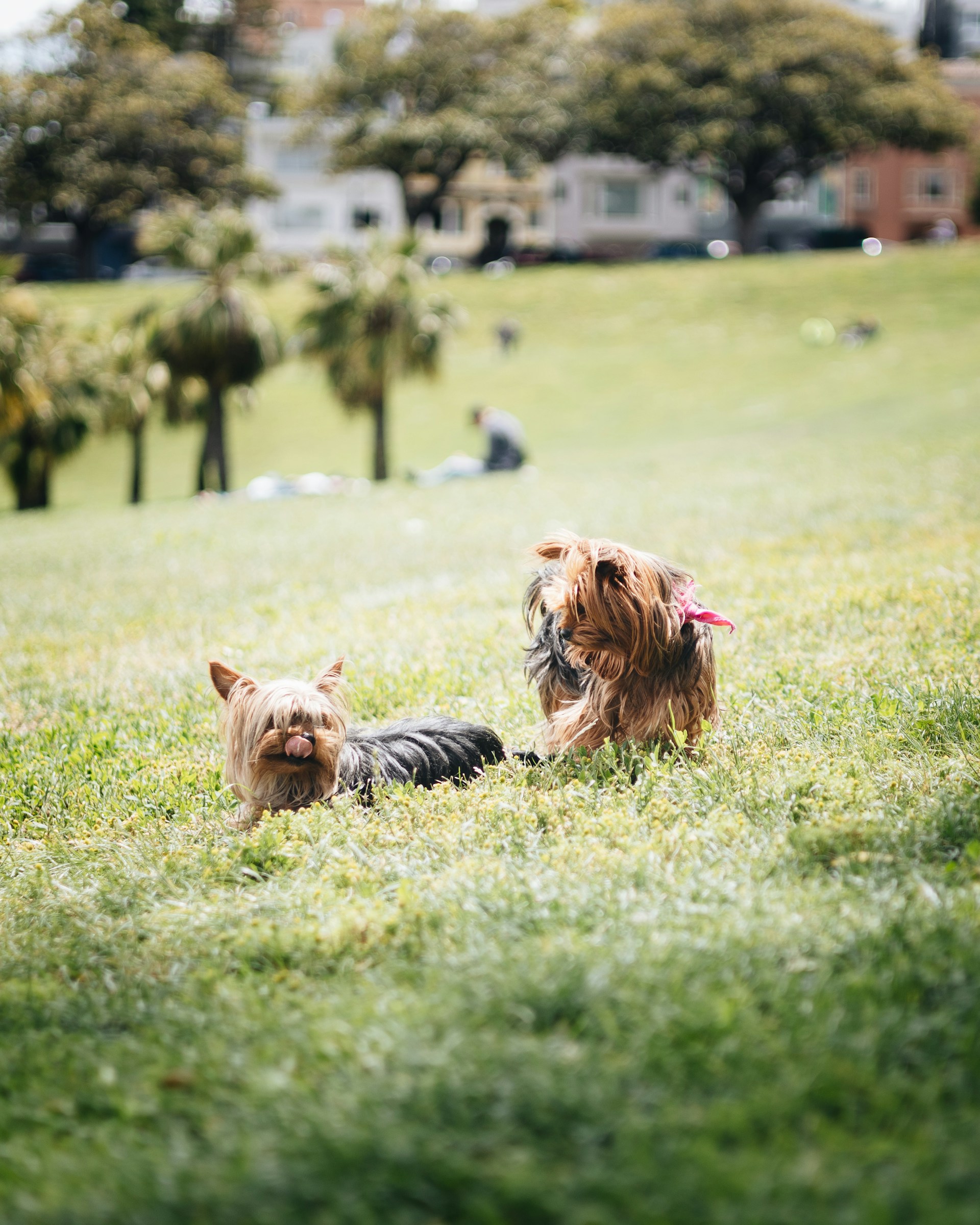 a couple of small dogs walking across a lush green field