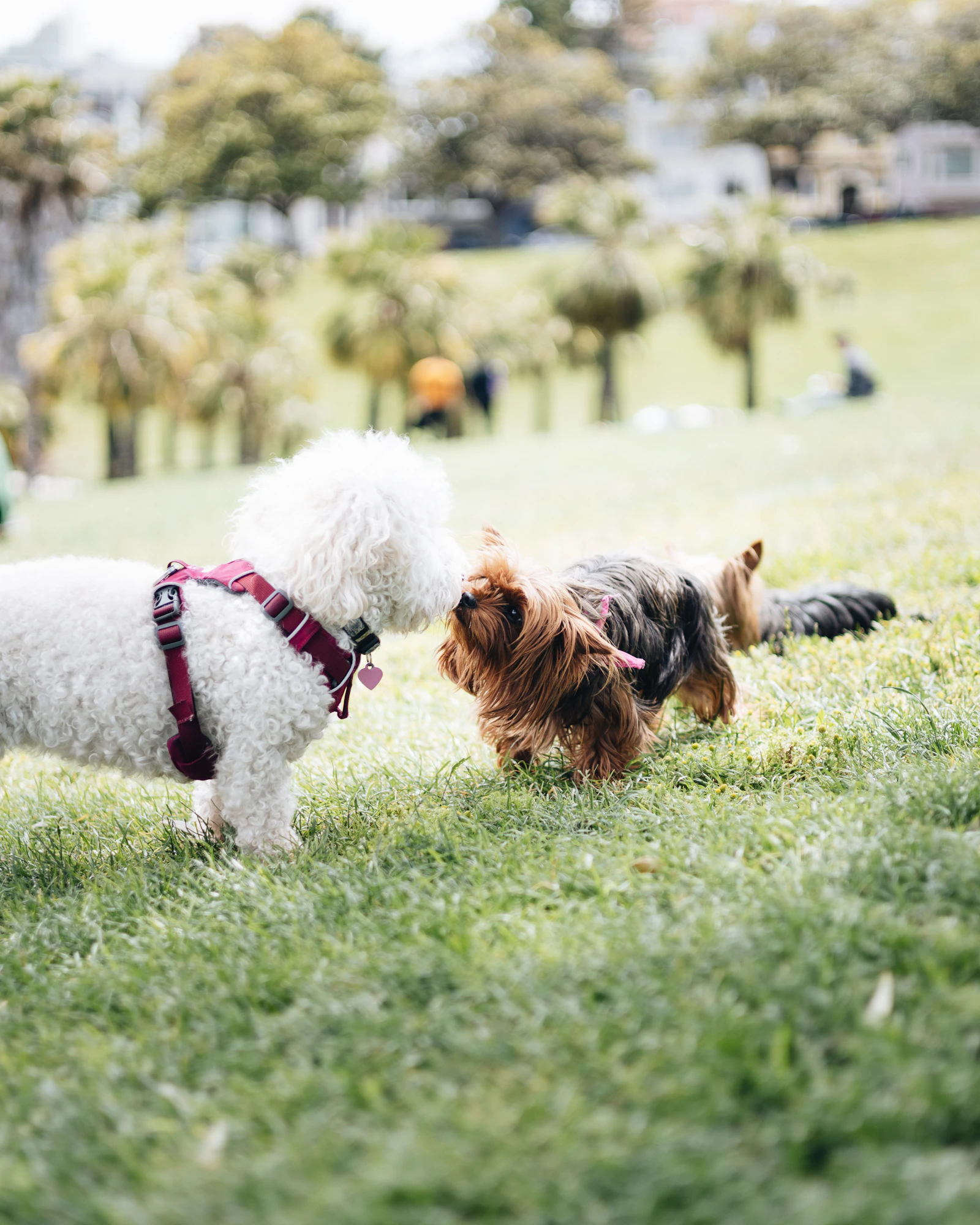 Perro jugando en una zona canina vallada con césped