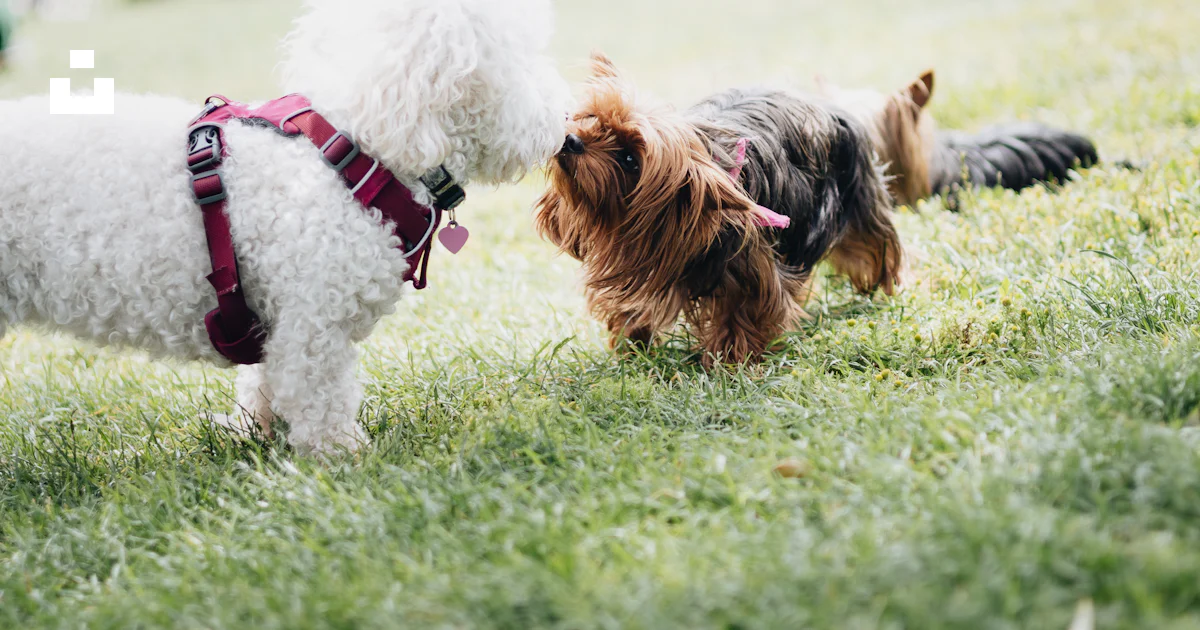 Cavalier King Charles Spaniel in a warm, natural outdoor setting