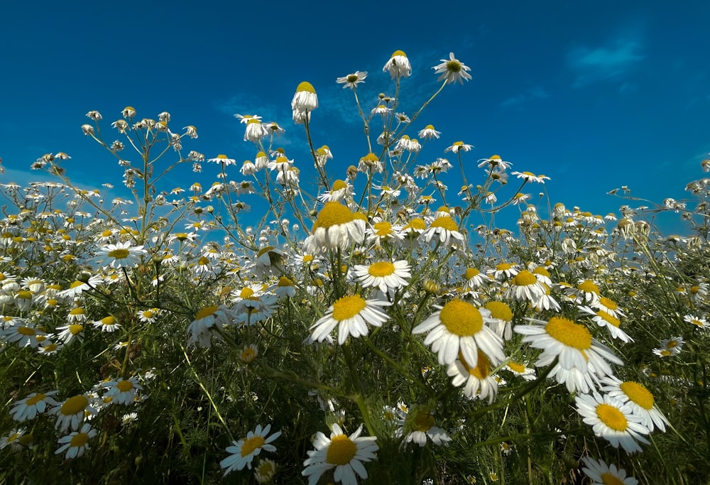 a field full of white and yellow flowers under a blue sky