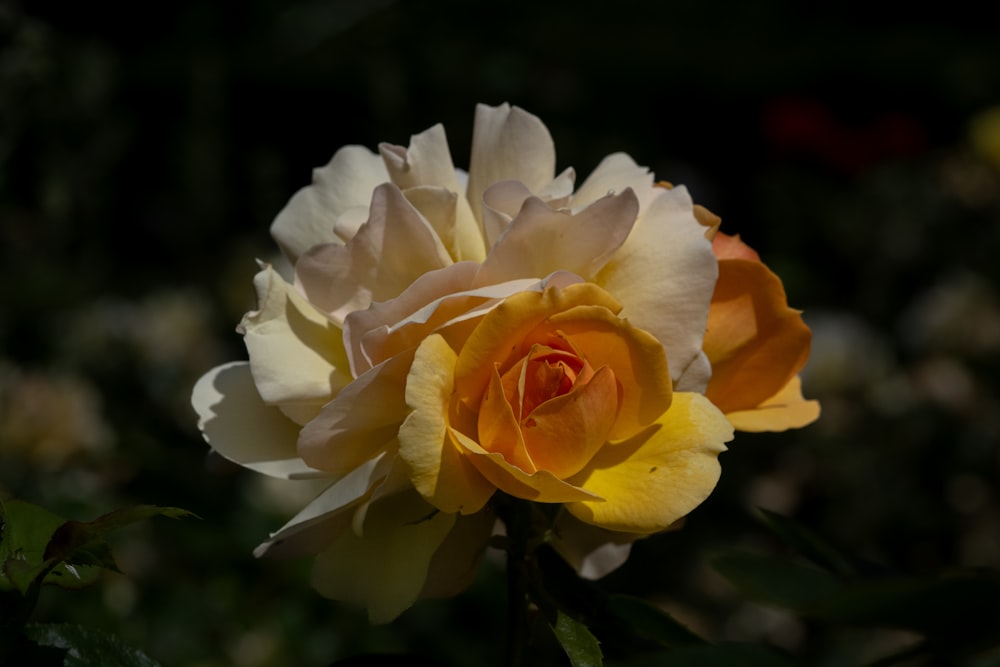 a yellow and white rose is blooming in a garden