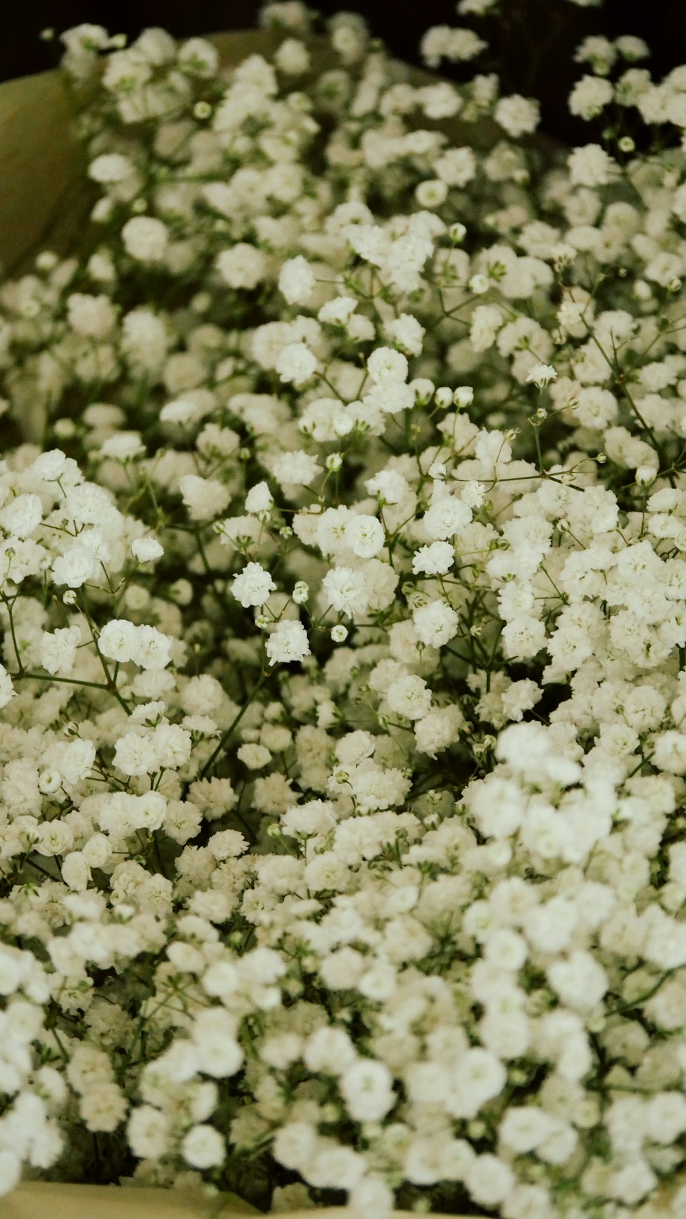 a bunch of small white flowers in a bowl