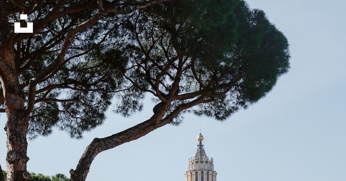 A large pine tree in front of a domed building photo – Free Rom Image ...
