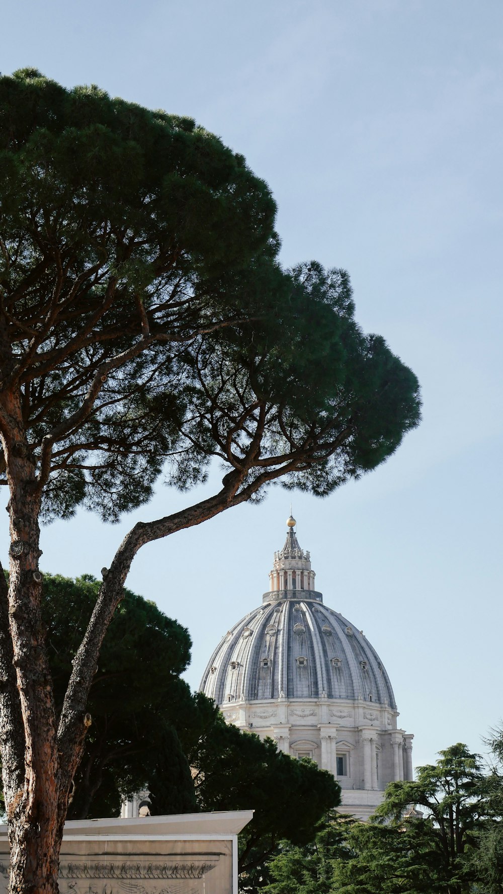 a large pine tree in front of a domed building