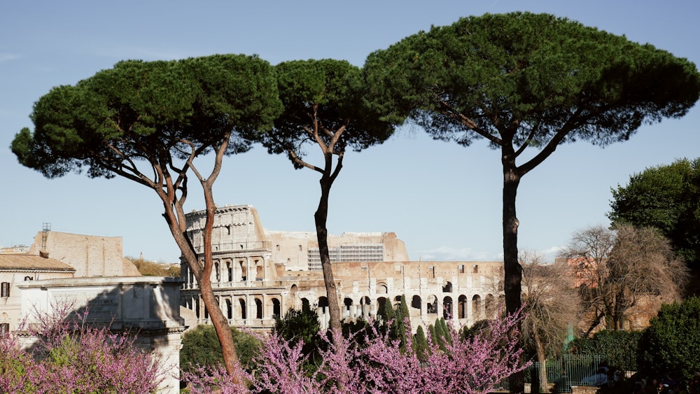 two trees in front of a large building