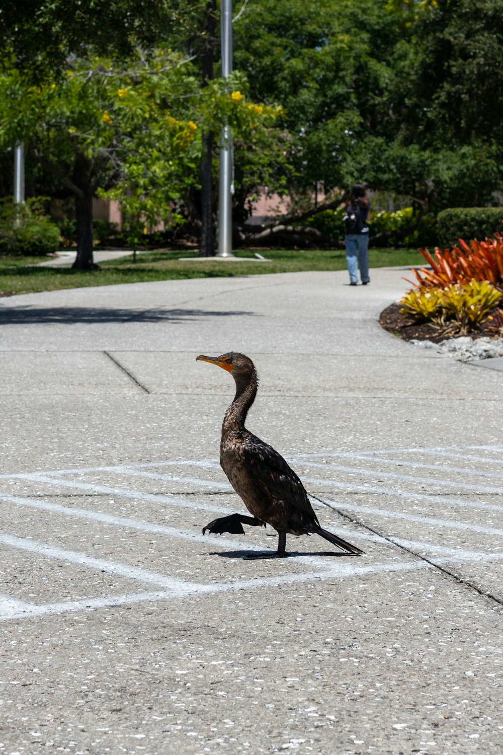 a bird that is standing in the street