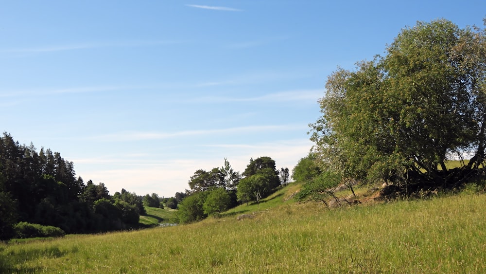 a lush green field with trees on a sunny day