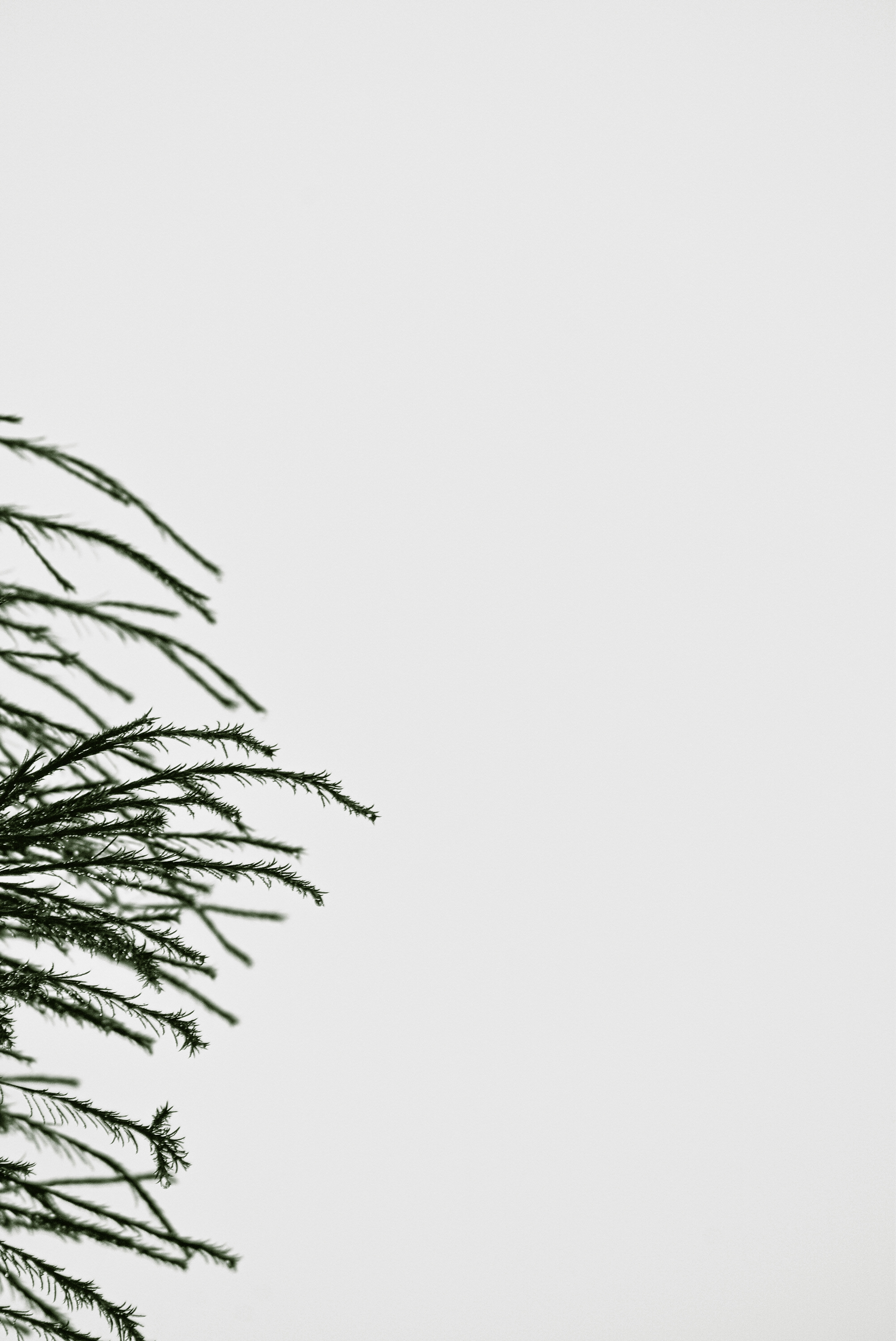 Photo by stevecameup