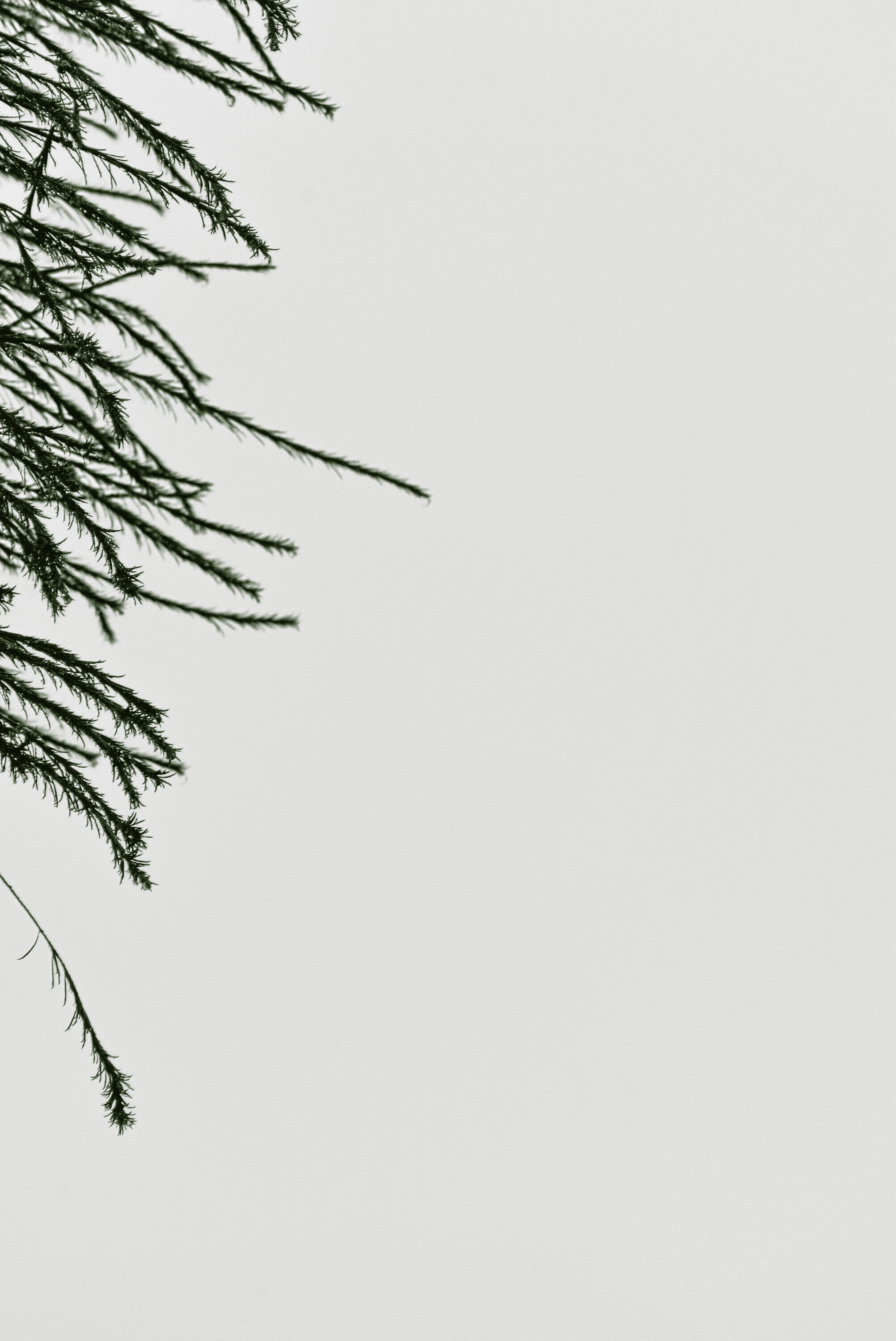 Photo by stevecameup