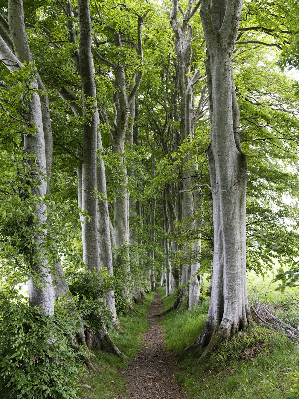 a path through a forest with lots of trees