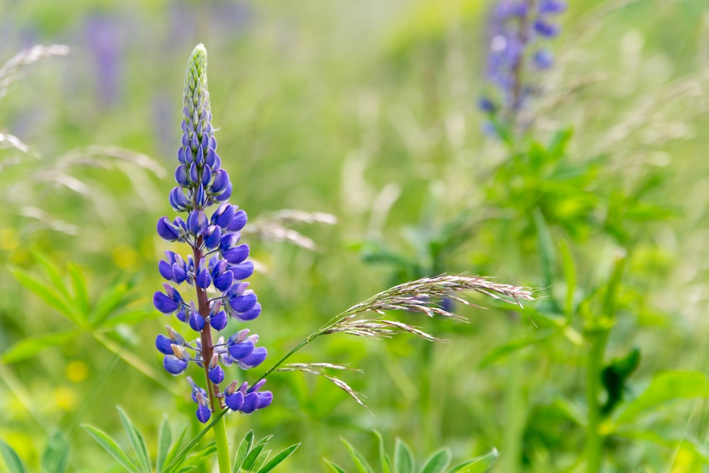 a close up of a purple flower in a field