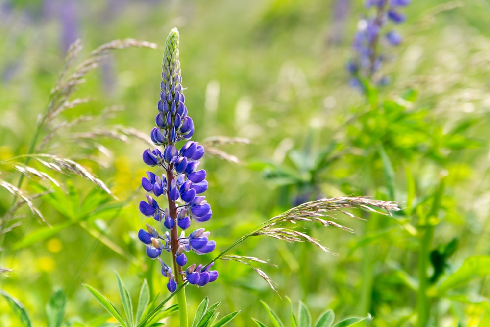 a close up of a purple flower in a field