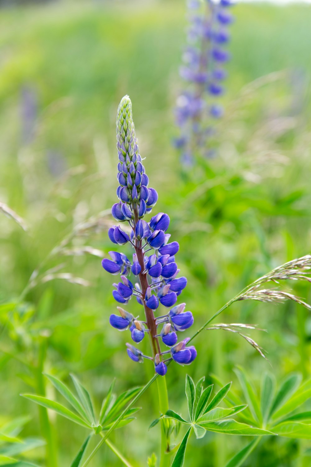 a close up of a purple flower in a field