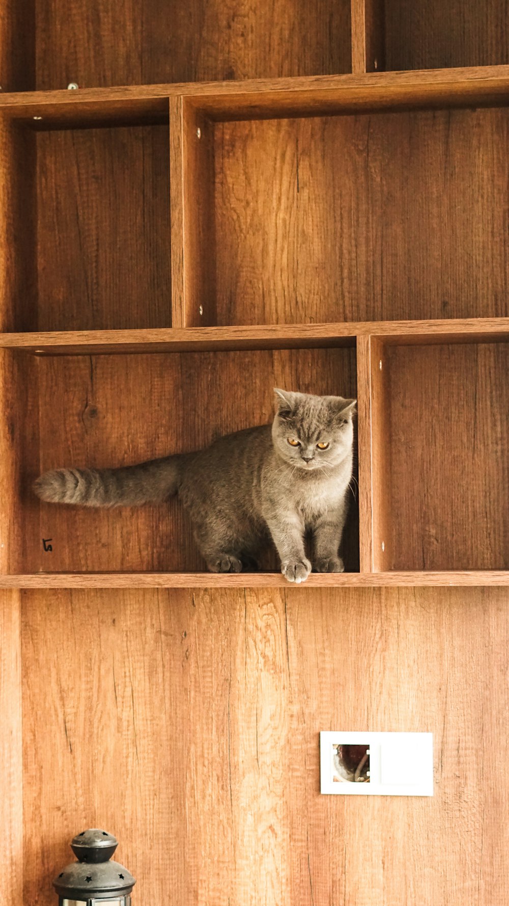 Un gato sentado encima de un estante de madera