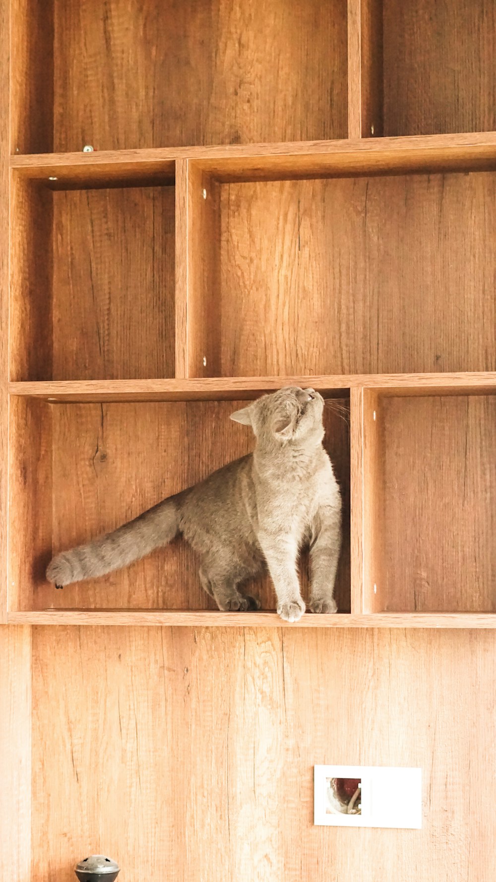 a cat sitting on top of a wooden shelf